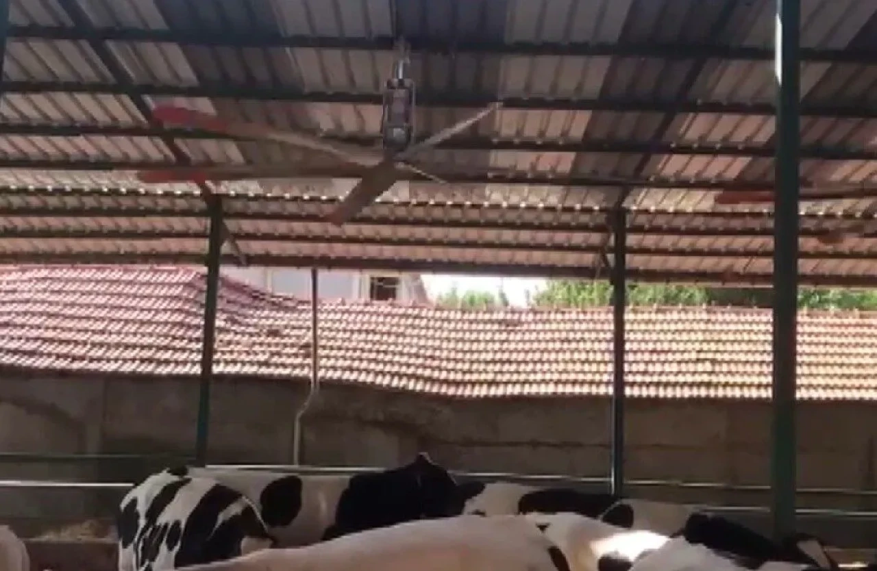 Kahramanmaraş'ta Sıcaklar Besicileri Yeni Çözümler Üretmeye Zorluyor