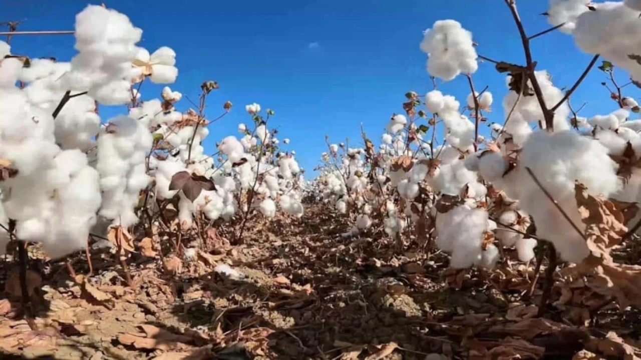 Ege'de Kuraklık Tarımsal Üretimi Tehdit Ediyor, Gelecek İçin Acil Önlemler Alınmalı