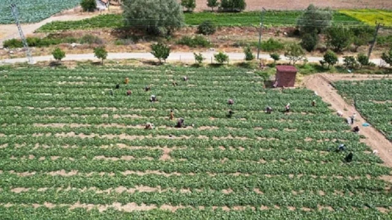 Kale biberi hem verim hem de fiyatla üreticileri sevindiriyor, gastronomi turizmine katkı bekleniyor.