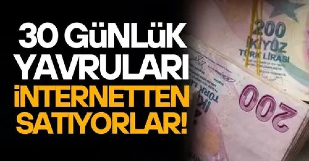 30 günlük yavruları sosyal medyadan satılıyorlar