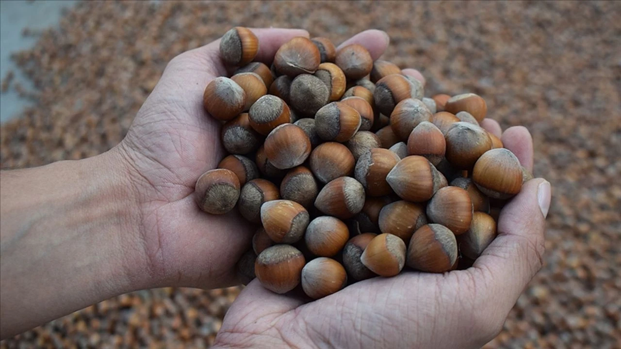 2025 fındık fiyatları Ağustos'ta açıklanacak, üreticiler 140 TL bekliyor