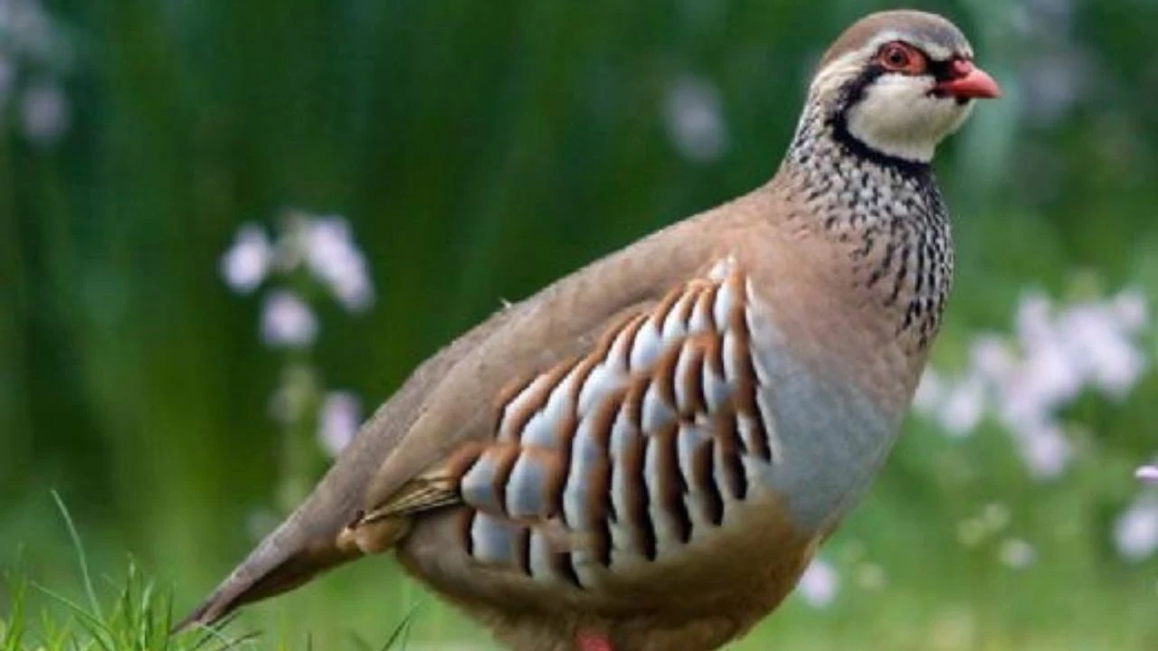 Keklikler doçentlerce izleniyor: Kene tüketimi ve popülasyon korunuyor!