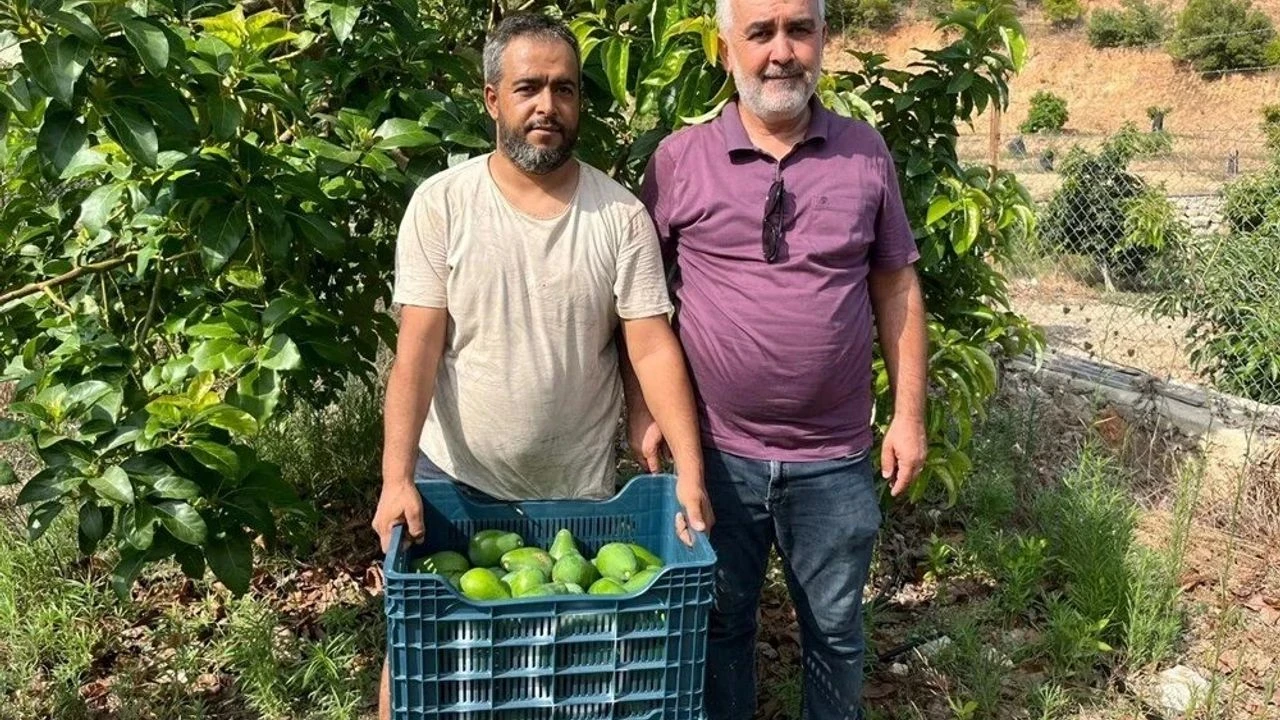 Antalya'da Erkenci Clifton Avokado Hasadı Başladı, Talep ve Fiyatlar Yükseliyor