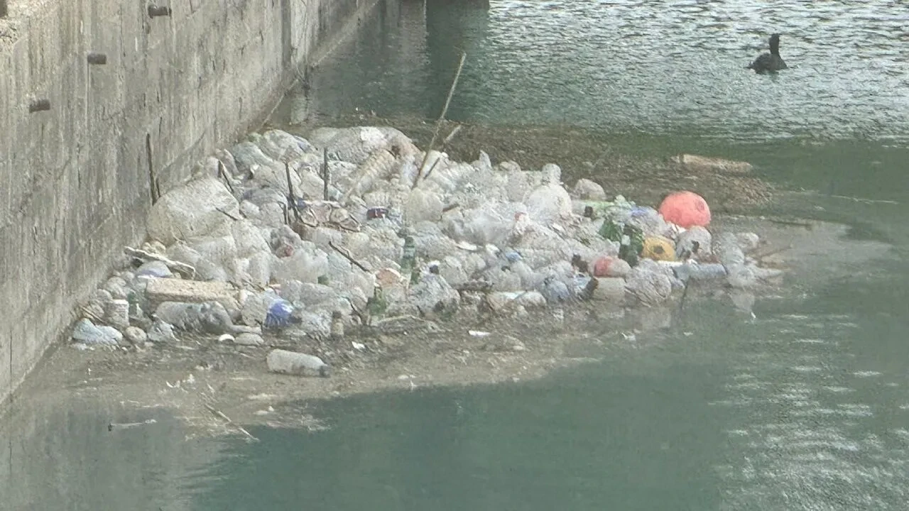 Seyhan Nehri Yosunla Kaplandı, Çöp Birikintileri Vatandaşları İsyan Ettirdi