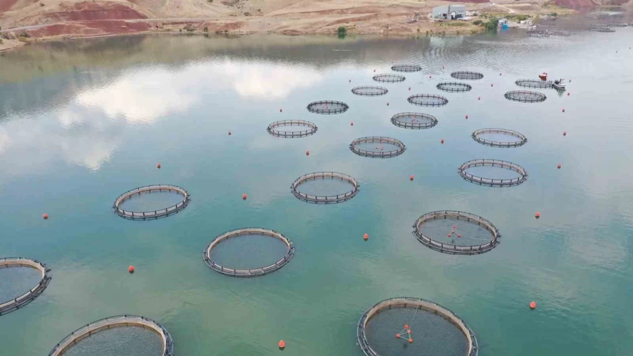 Sivas, deniz yok ama somon üretiminde Türkiye'yi zirveye taşıyor!