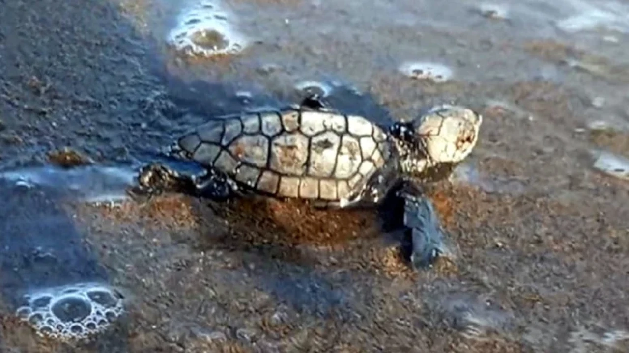 Kuşadası'nda caretta caretta yavruları denize ulaştı, 6 yeni yuva koruma altında!