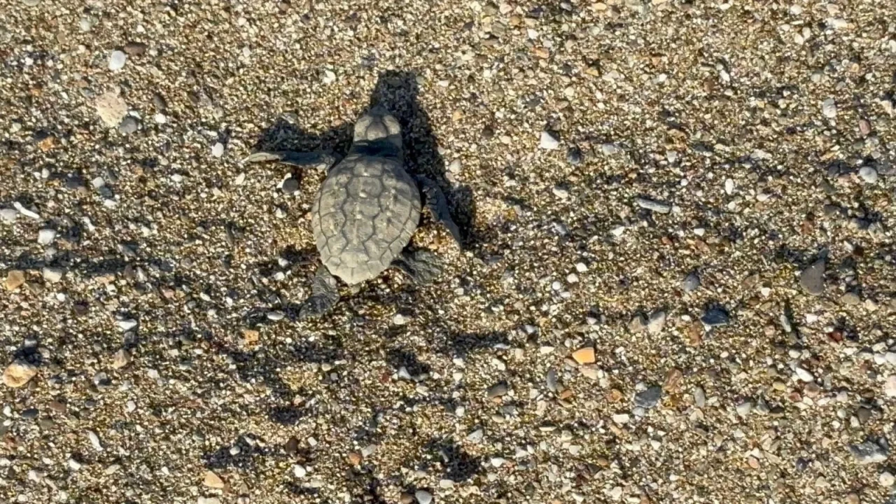 Yavruların deniz yolculuğu başlarken gönüllüler devrede, caretta carettalar için koruma mücadelesi sürüyor