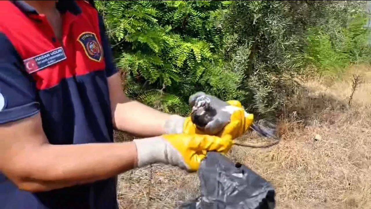 Plastik poşetle mahsur kalan kuş, itfaiye ekipleri tarafından kurtarıldı ve doğaya yeniden salındı