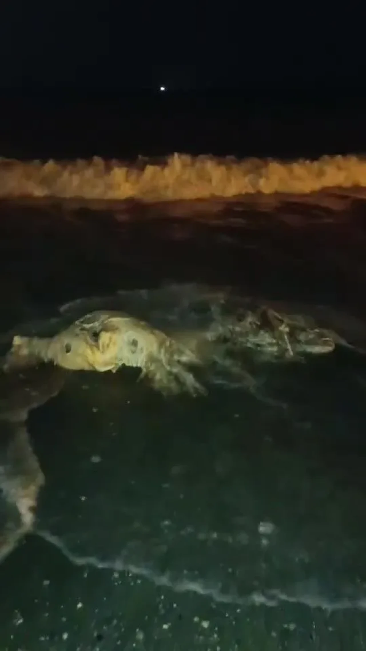 Kıyıya vuran angus, deniz macerasıyla sosyal medyada gündem oldu