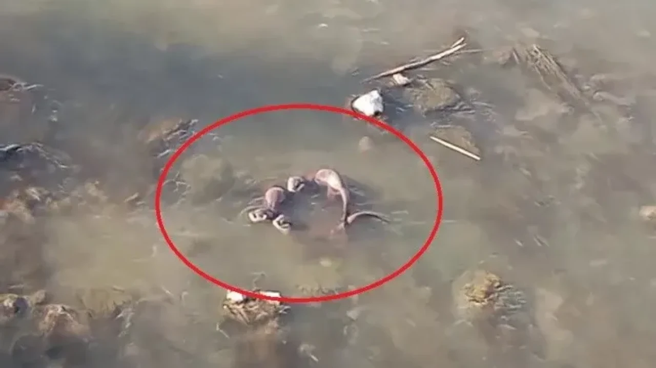 Ataköy'de su samuru balık avlarken görüntülendi, koruma altında!