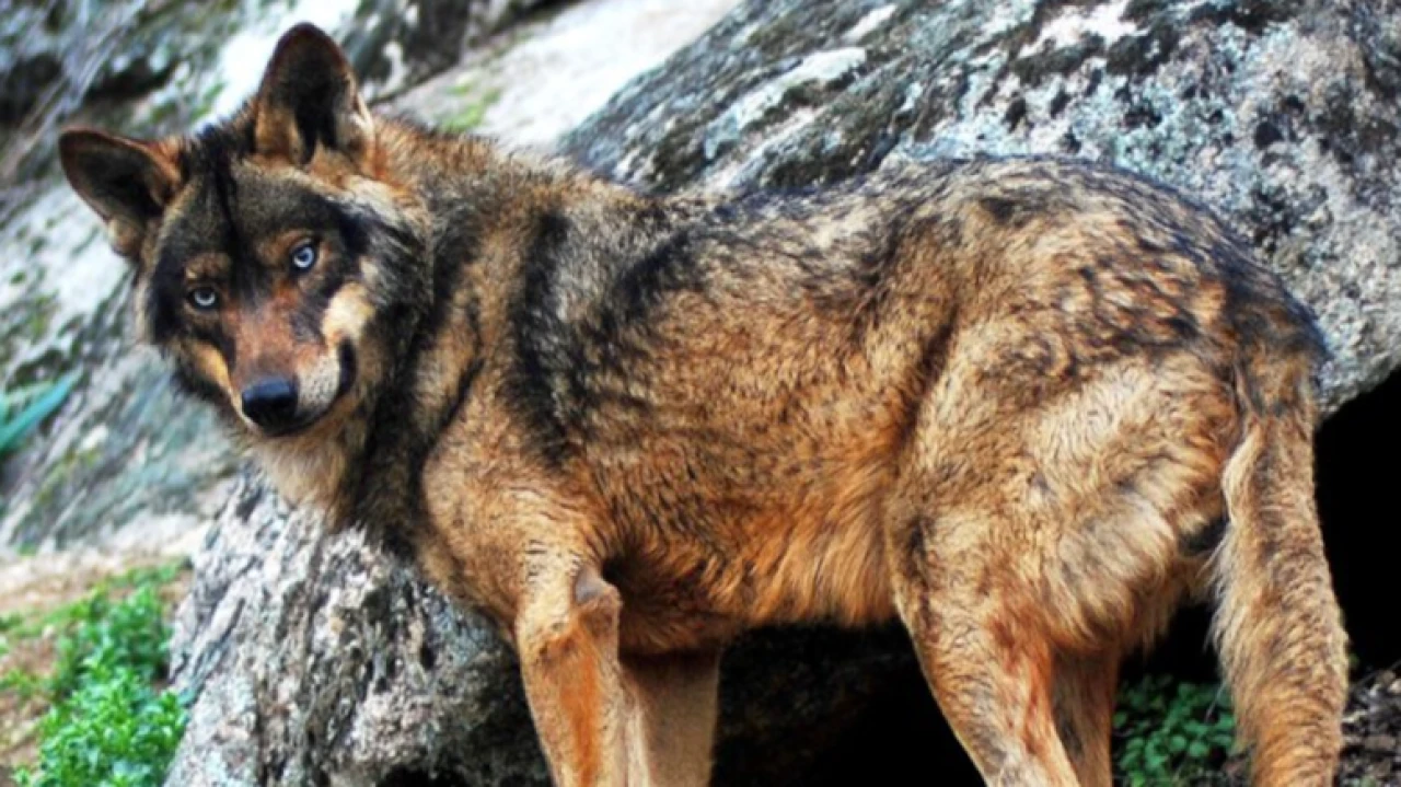 Endülüs'te unutulmuş kurtlar: Nesli tükendi, koruma politikaları yetersiz kaldı
