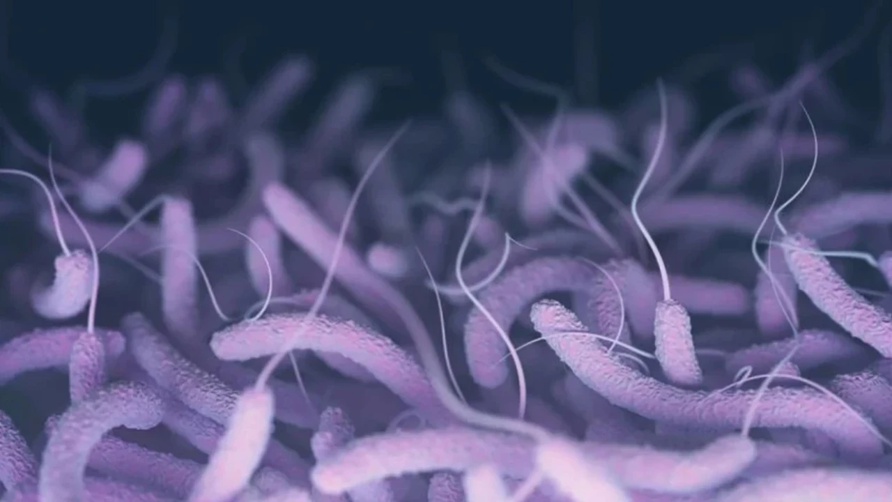 Türkiye'de Vibrio bakterisi kaynaklı hastalık vakası tespit edilmediği açıklandı