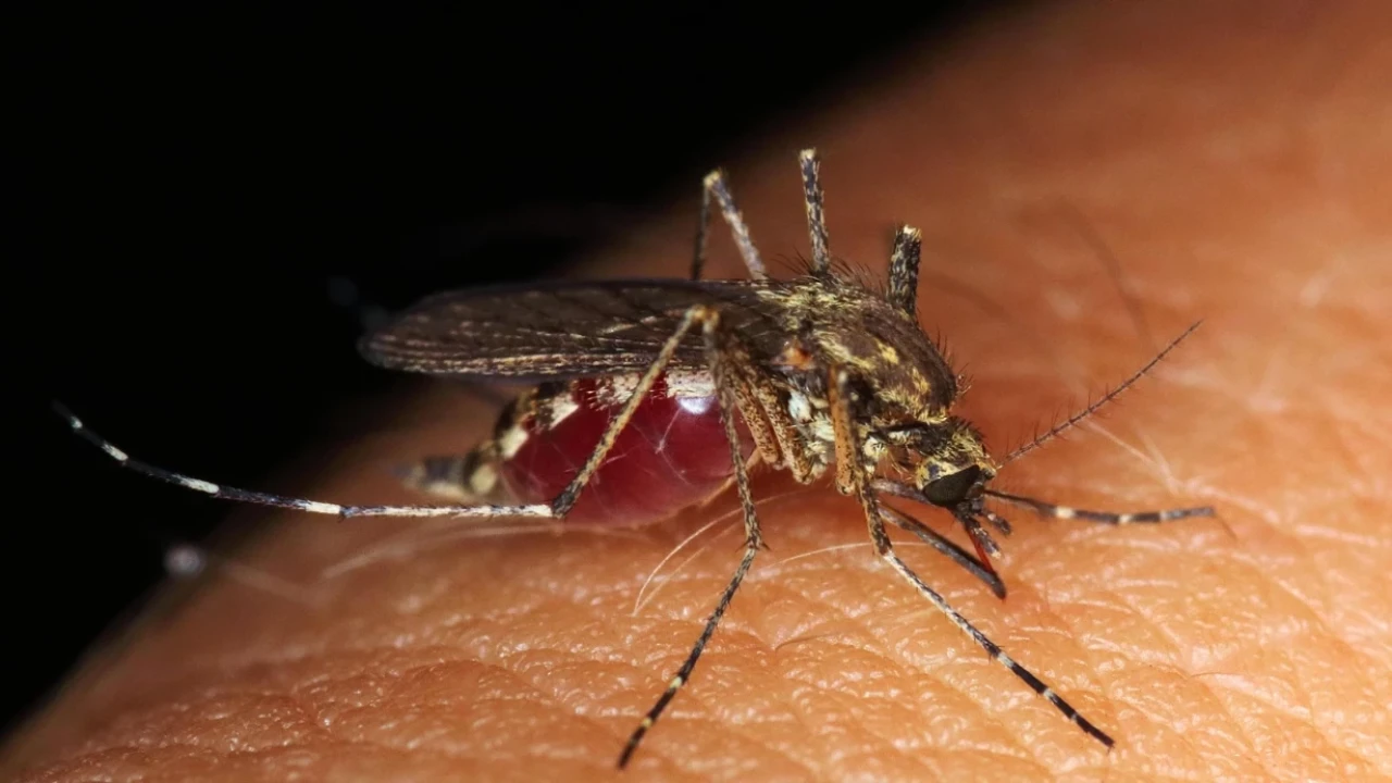 Foşan'da Chikungunya Vakaları 7 Bini Geçti, Hız Yavaşladı ancak Tehlike Devam Ediyor