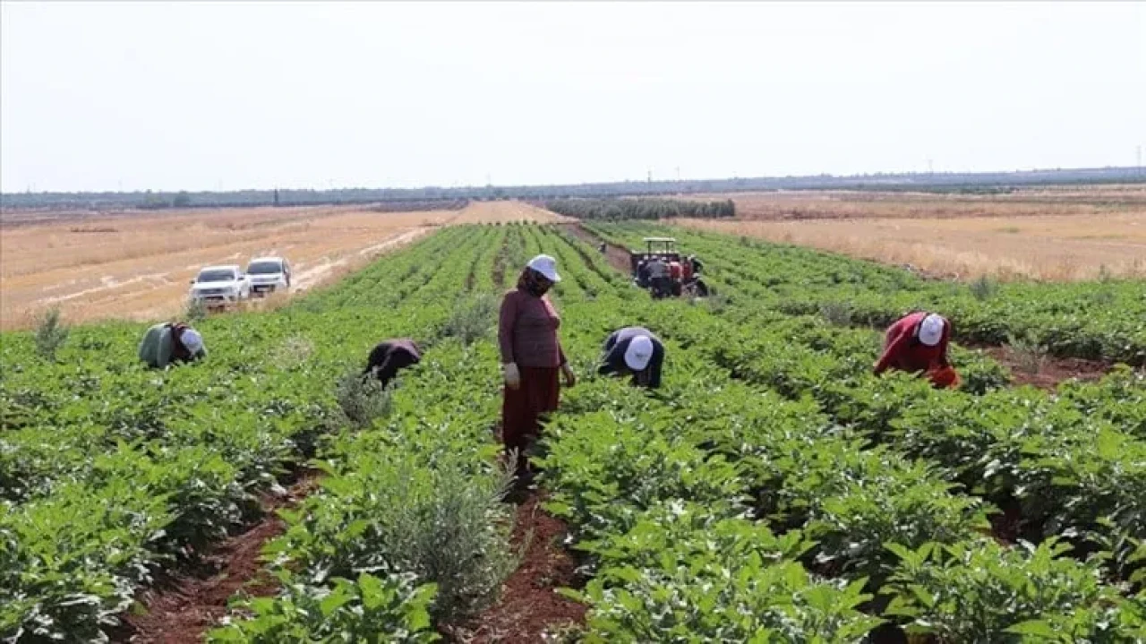 Kilis'te Zabaran patlıcanı hasadı başladı, 1200 dekarda üretim yapılıyor