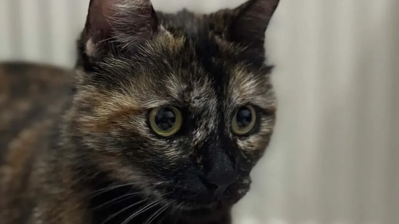 İstanbul'da inşaat işçisi, kediyi sevme bahanesiyle işkence ederek öldürdü!