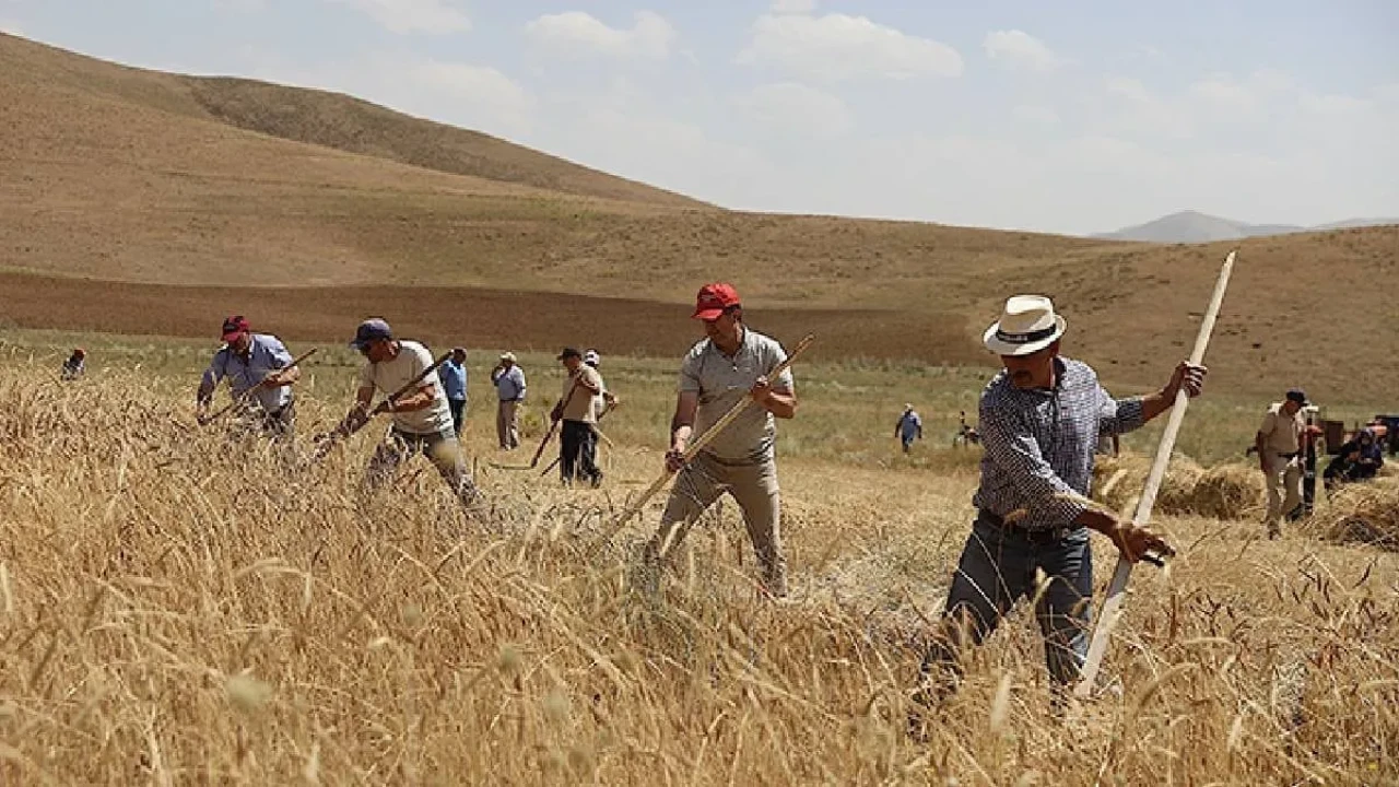 Geleneksel yöntemlerle buğday hasadı yapıldı, göç ve kaybolan değerler vurgulandı