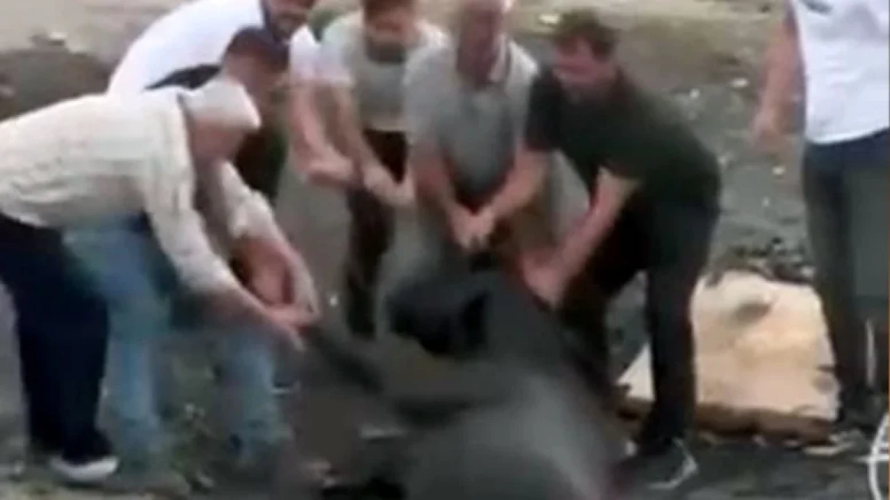 Avcılar'da yangından kaçan inek gölete sokuldu, çevre halkı kurtardı!