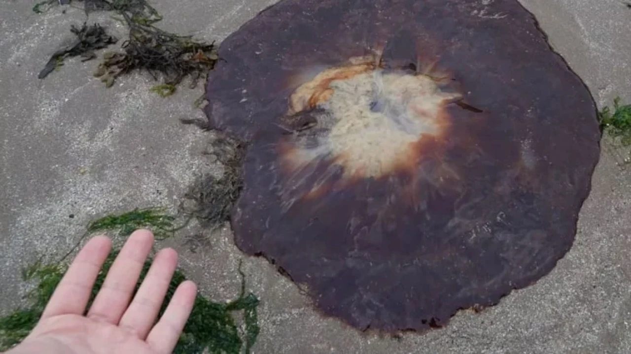 Galler'de dev denizanaları sahili sararken, sıcak hava tehlike sinyalleri veriyor