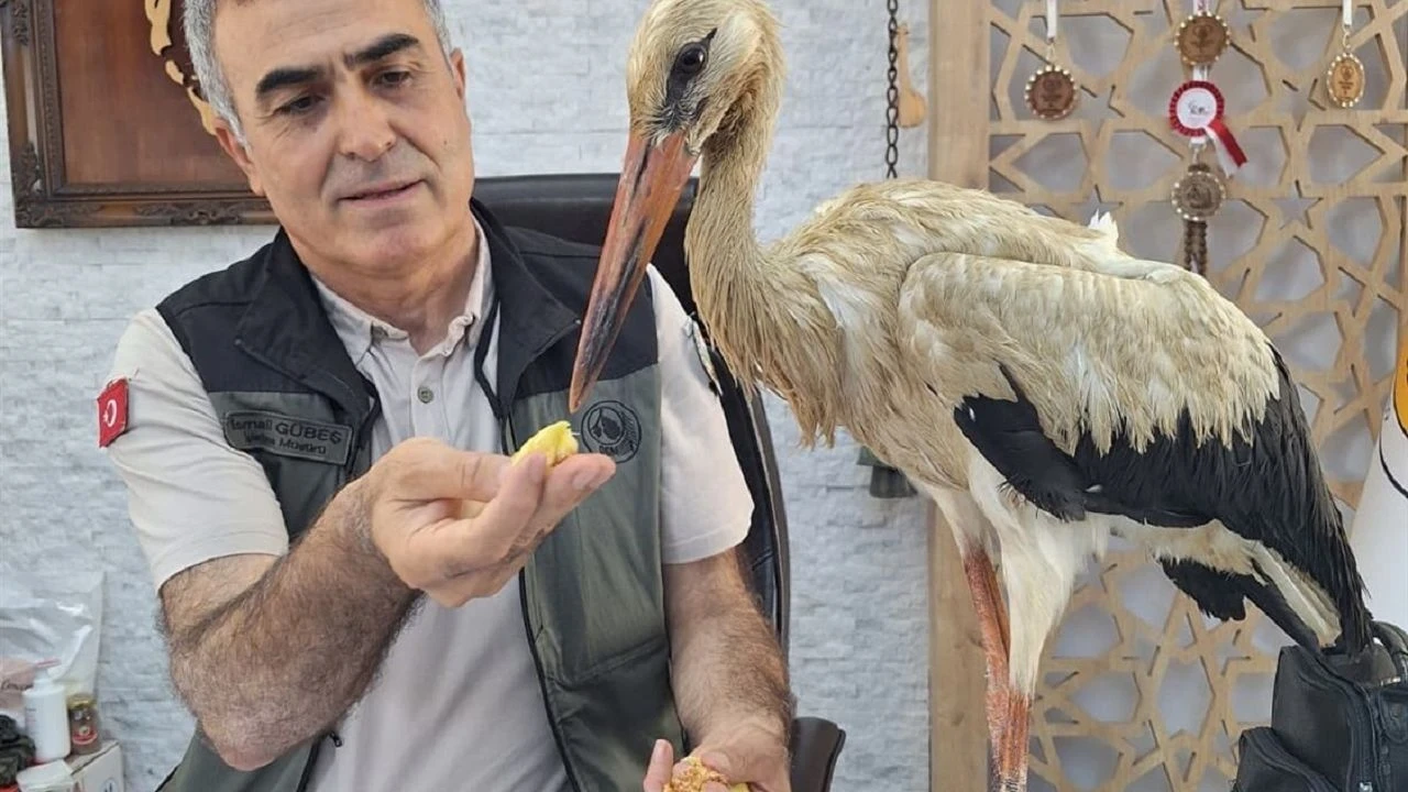 Yangınlardan kaçan yaralı leylek tedavi altına alındı, göç mevsimine kadar korunacak