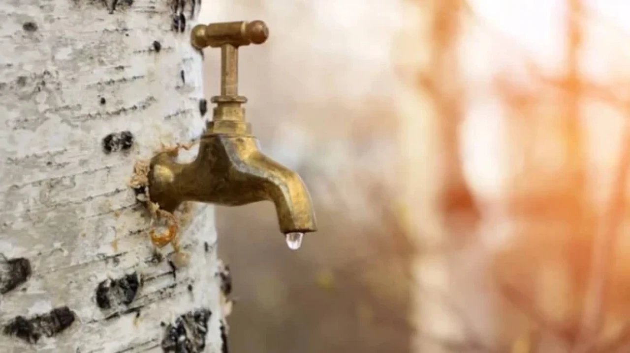 Huş Ağacı Özsuyu: Doğal Şifa kaynağı ve Sağlıklı Tüketim Yöntemleri