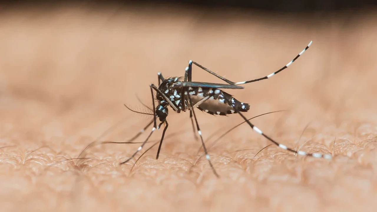 Çin'de Chikungunya Salgını: Foshan'da Binlerce Vaka ve Önlemler Artıyor