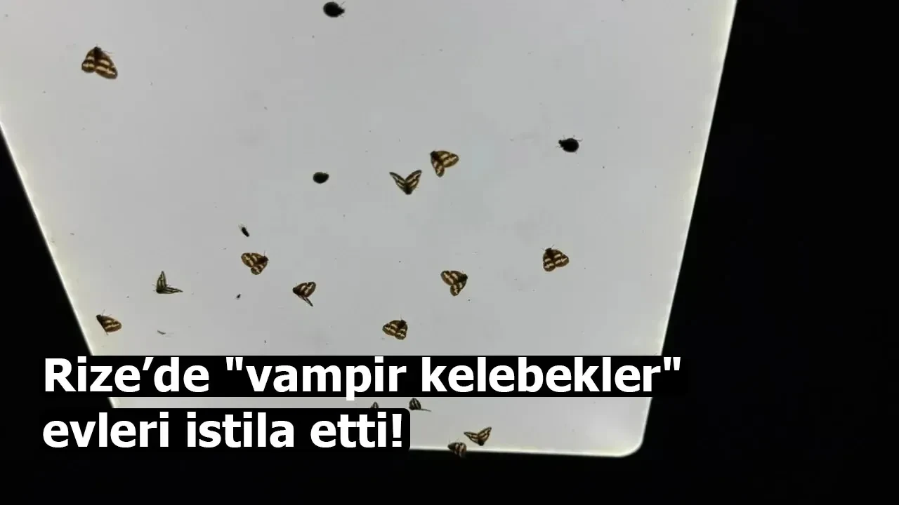 Rize'de "vampir kelebek" evleri istila etti, balkonlar kapatılıyor!
