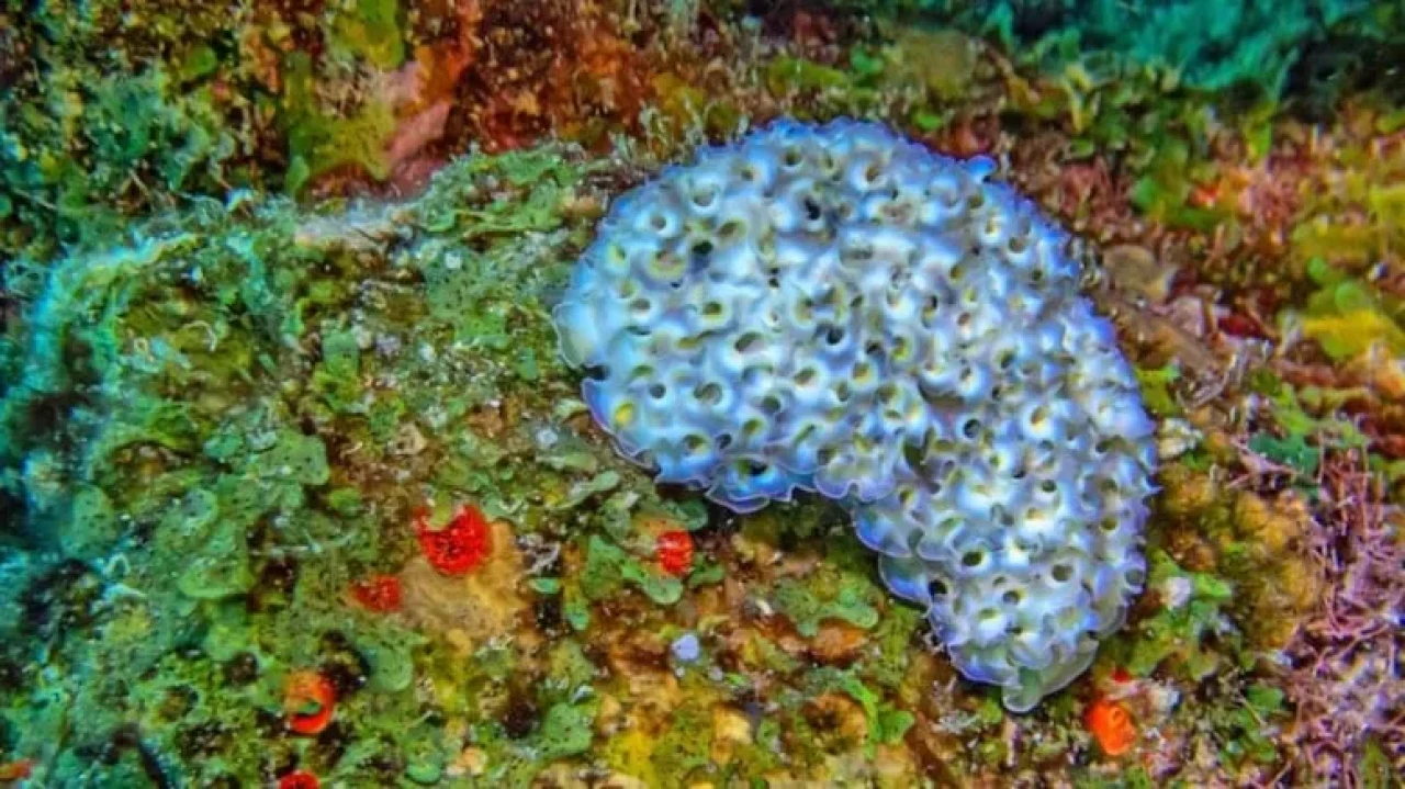 Elysia crispata: Güneş enerjisiyle yaşayan deniz salyangozunun evrimsel sırları keşfedildi
