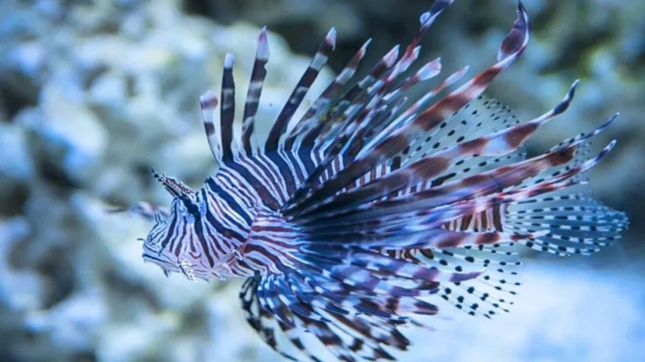 Ege Denizi'nde Yabancı Balık Türleri Ekosistemi Tehdit Ediyor: 37 Yeni Tür Tespit Edildi