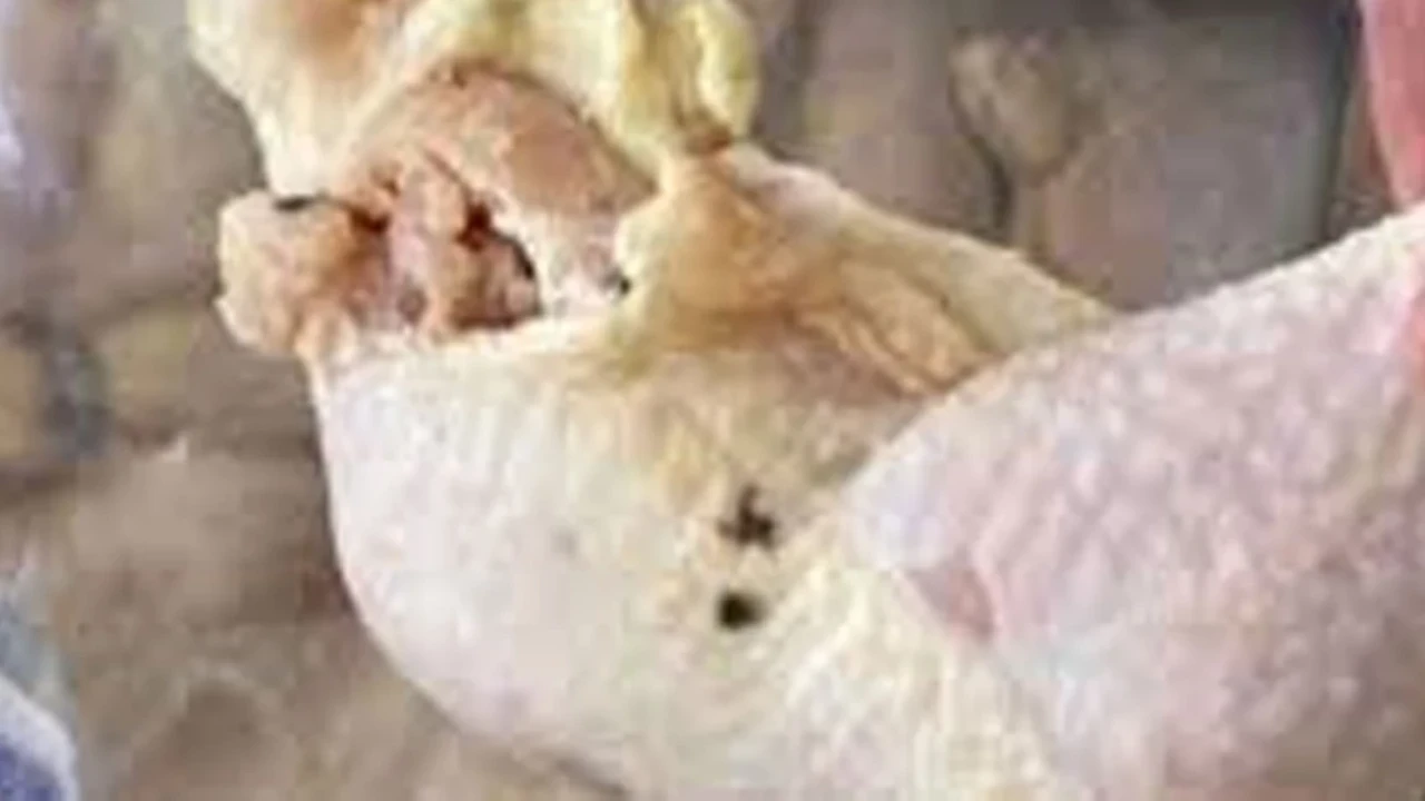 Elazığ'da 345 kg bozuk tavuk ele geçirildi, işletmeye yasal işlem başlatıldı