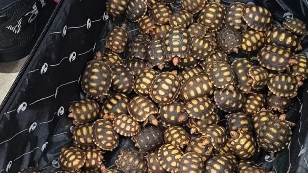 Brezilya'da Otobüste 600 Yavru Kaplumbağa Ele Geçirildi, Şüpheli Yakalandı