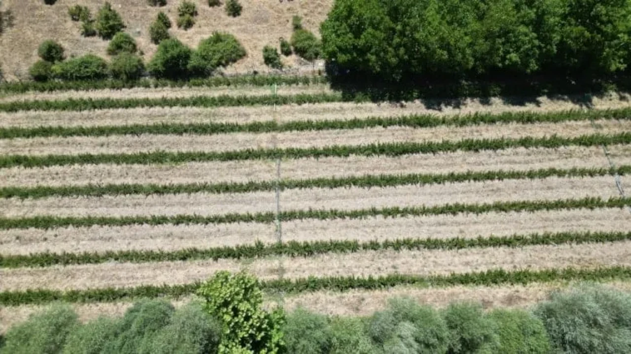 Gurbetçi emekli çiftçi, Isparta'da "süper meyve" aronya üretimine hızla başladı