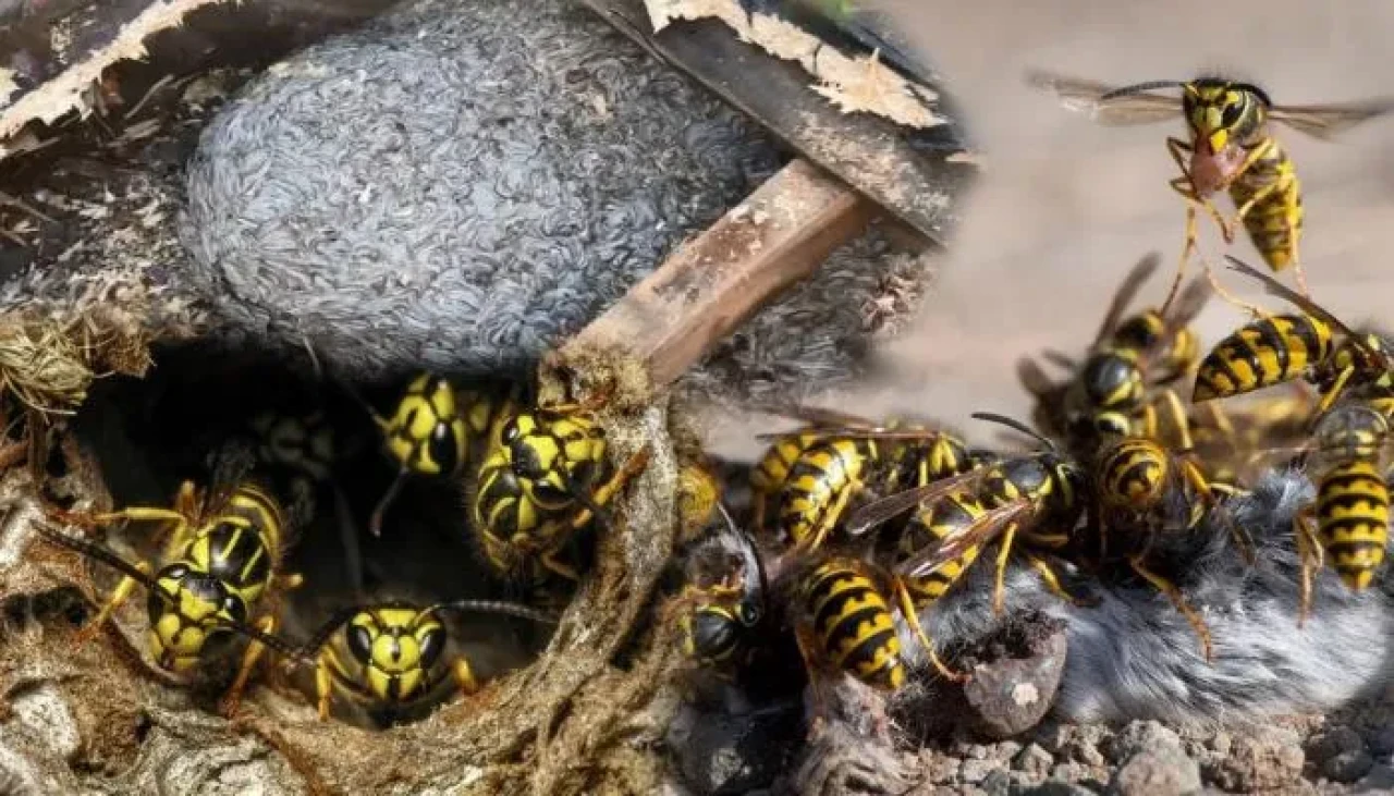 Güney Carolina'da radyoaktif yaban arısı yuvası bulundu, çevreciler hükümeti sorguluyor