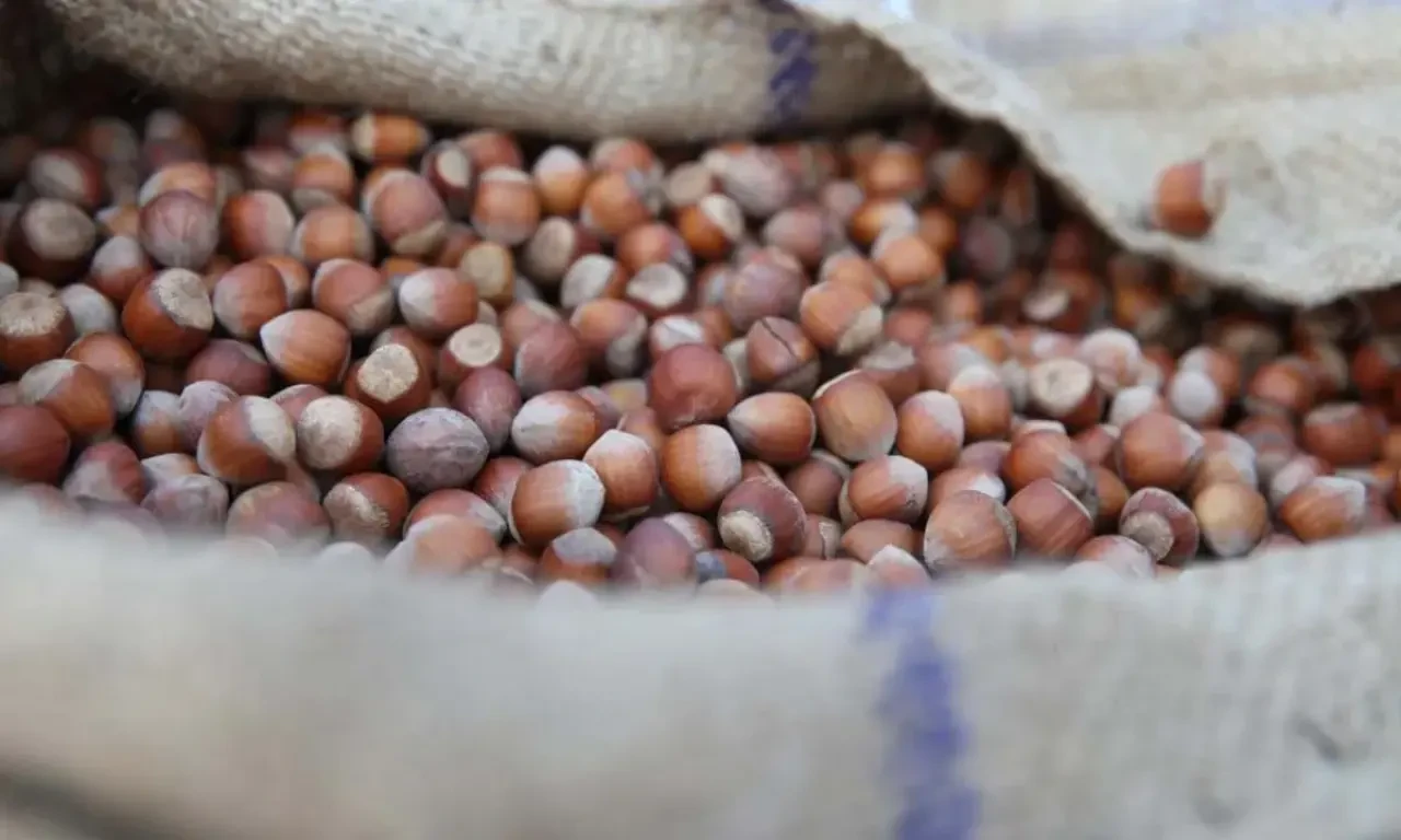 Fındık fiyatları günlük değişiyor, üreticiler fiyatları merakla takip ediyor!