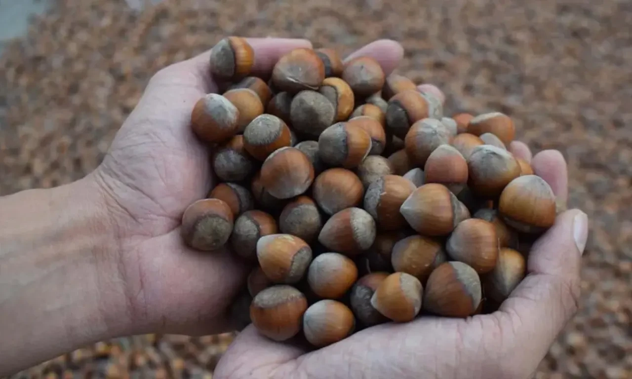 Fındık fiyatları günlük değişiyor, üreticiler merakla bekliyor!