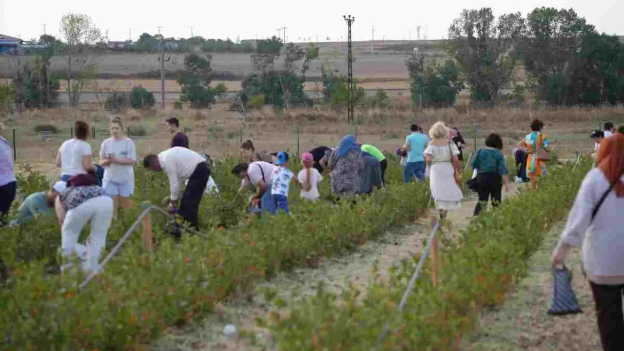 Çorlu'da Aronya Hasadı Coşkuyla Kutlandı!