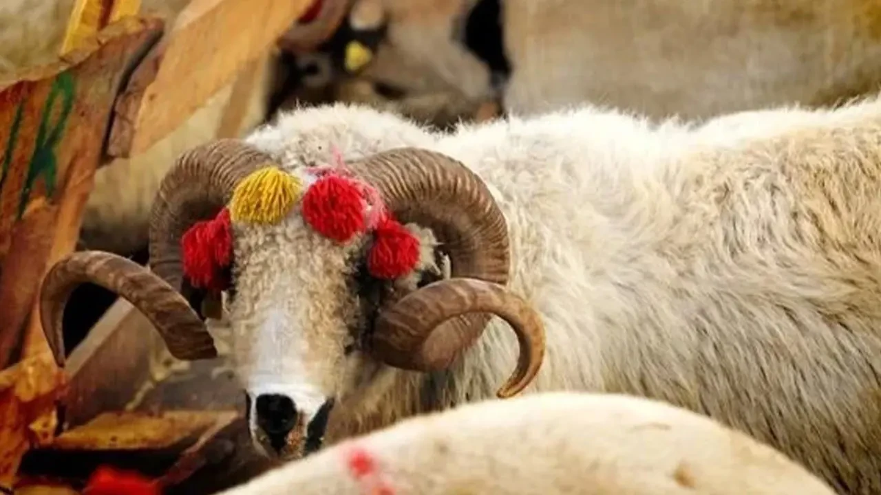 Kurban İbadeti: Önemli Dua Arapça ve Türkçe Okunuşlarıyla Derlendi!