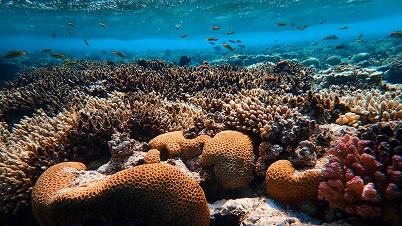 Mercanların Küresel Ekosistemdeki Hayati Rolü