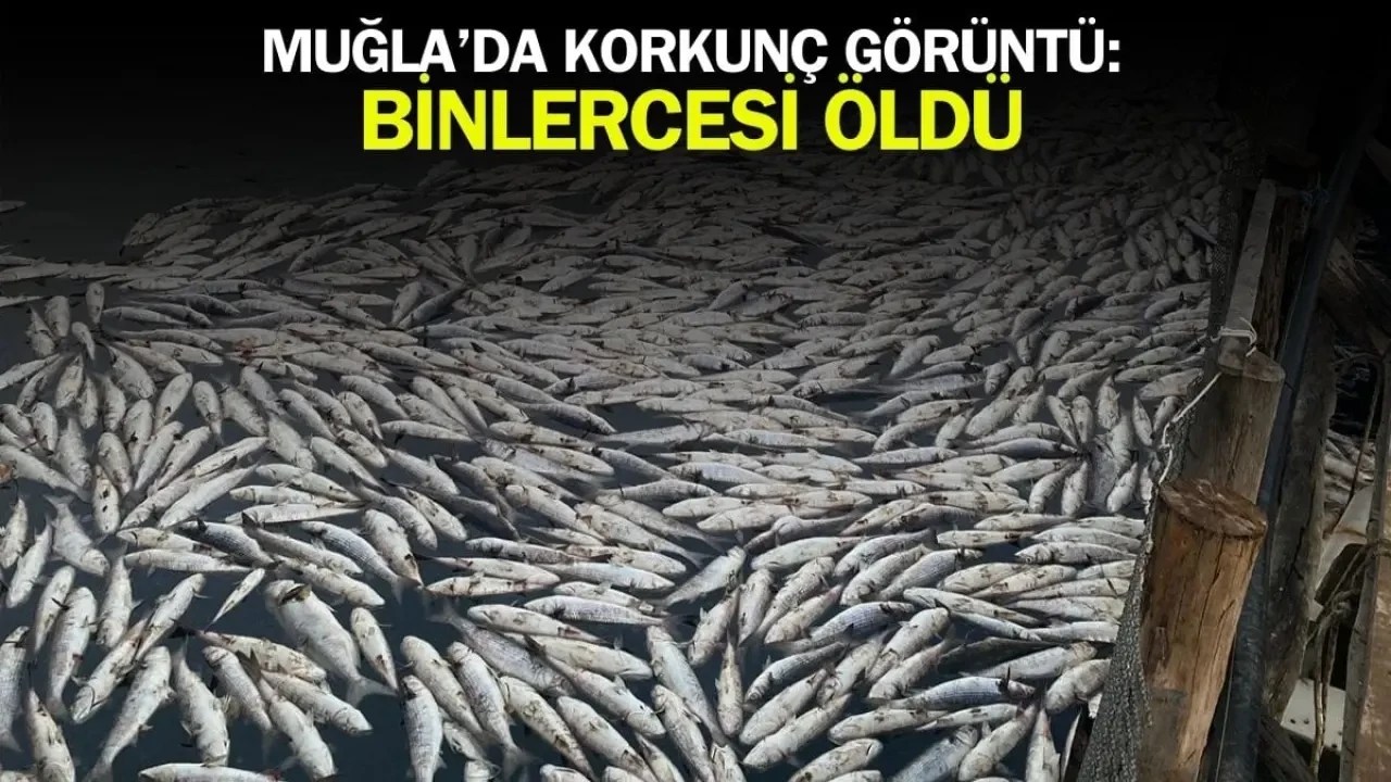 Muğla Dalyan'da korkunç görüntü: Binlerce balık öldü