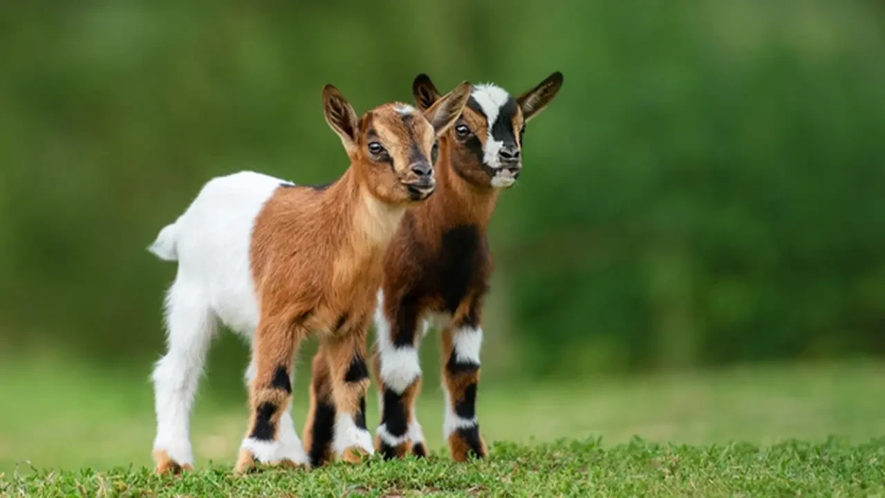 Oğlakların Doğuşu: Bu Sevimli Yavruların Özellikleri ve Yaşamları