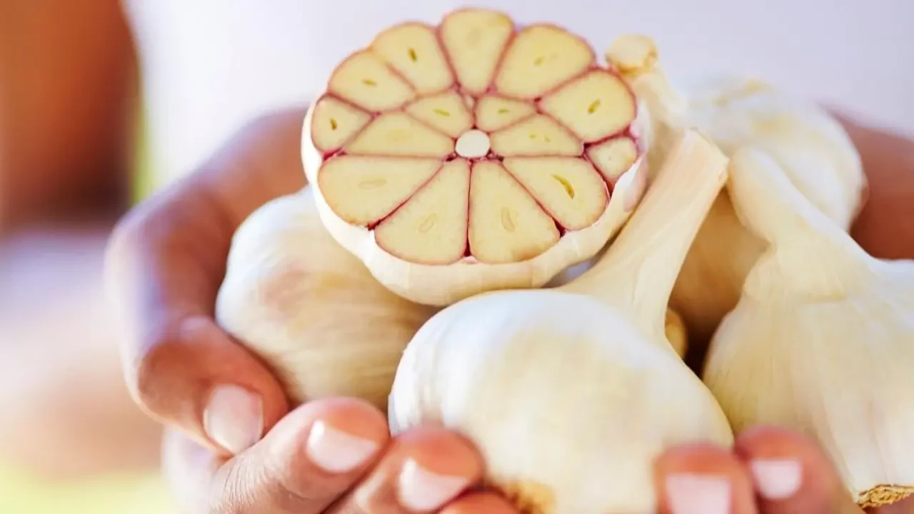 Sarımsağın 10 faydası! 1 dişi ilaç, fazlası zehir