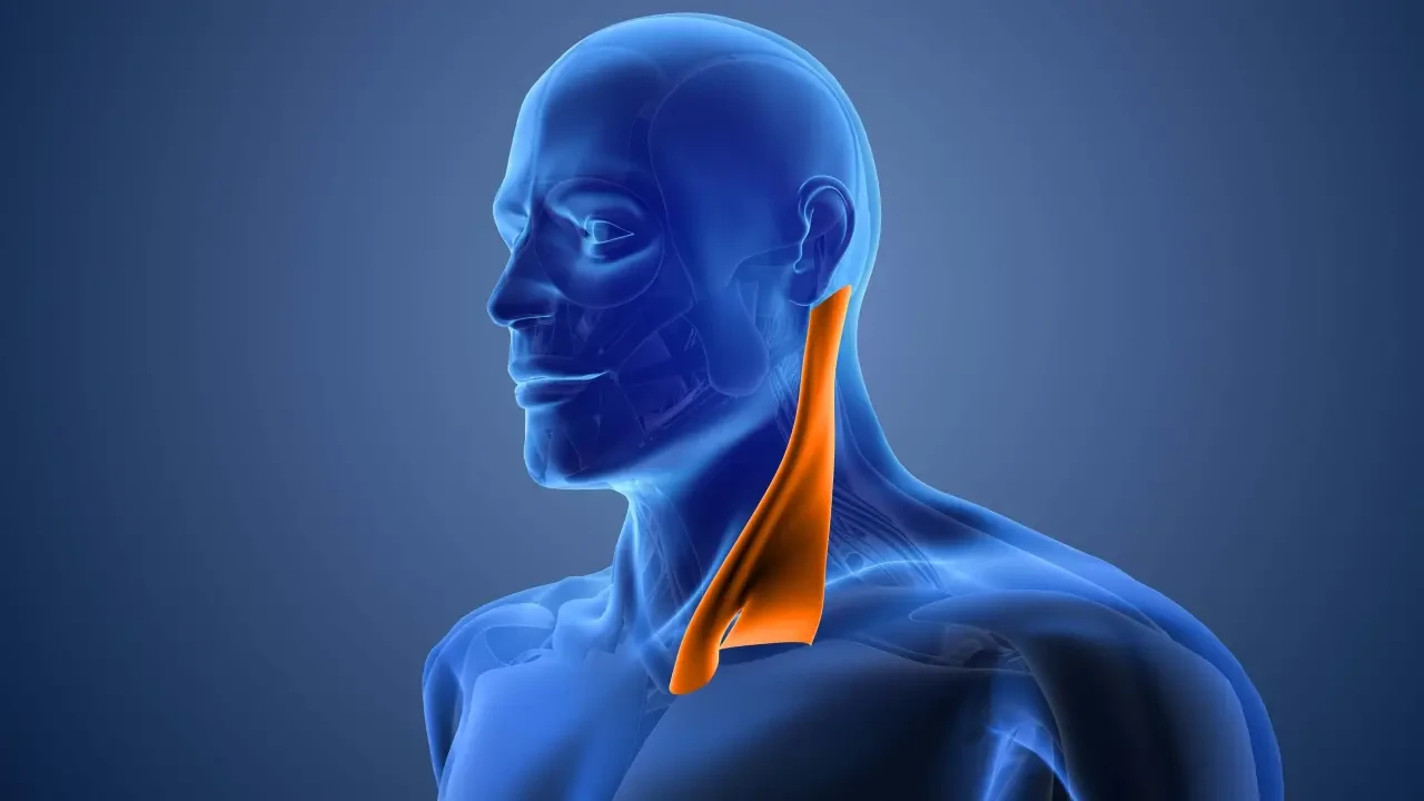 Sternocleidomastoid Nedir? Görevleri Nelerdir?