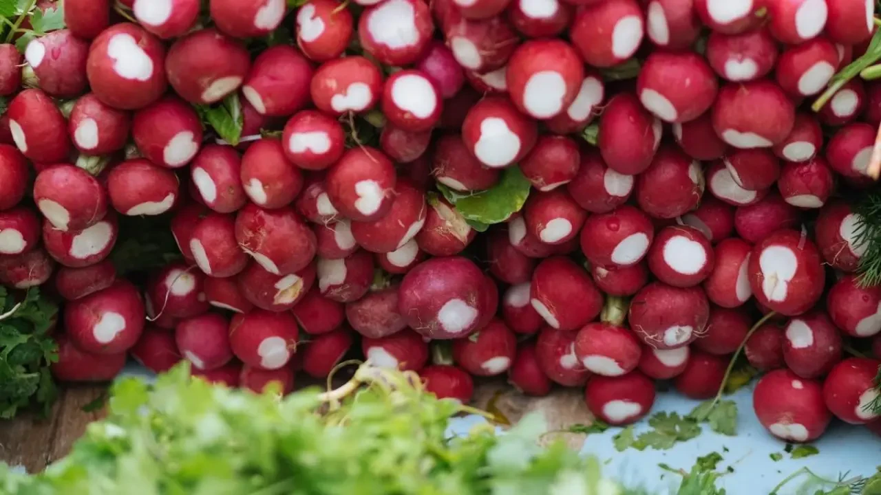 Yemekte her gün 1 turp yiyince ne olur 5 güçlü etkisi var