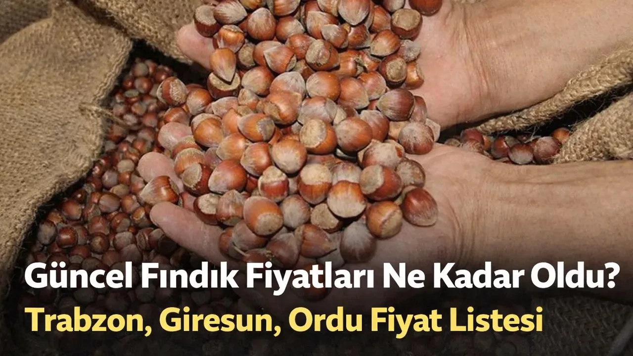 Güncel Fındık Fiyatları Ne Kadar Oldu? Trabzon Giresun Ordu Fiyat Listesi Açıklandı