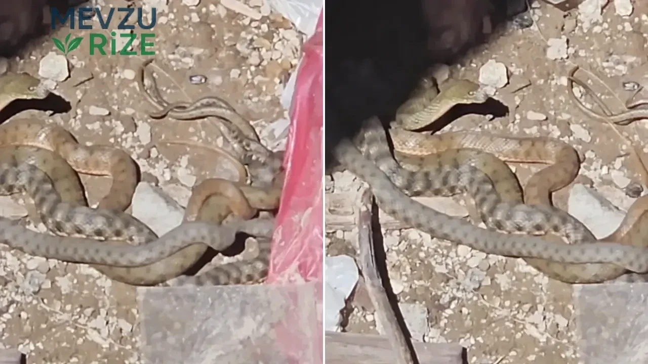 Bitlis'te su yılanların çiftleşme anları kaydedildi
