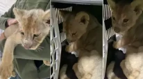 Tuzla’da yakalanan aslan yavrusu olayı nedir?