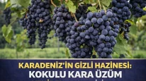 Karadeniz’in Gizli Hazinesi: Kokulu Kara Üzüm Yeniden Keşfediliyor
