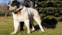 Alabay Cinsi Köpek Bakımı ve Özellikleri