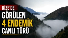 Rize'de görülen 4 endemik canlı türü