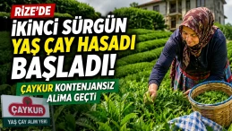 Rize'de İkinci Sürgün Yaş Çay Hasadı Başladı! ÇAYKUR Kontenjansız Alıma Geçti