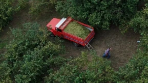 Karadeniz’de Fındık Bahçesi Olanlar Bu Detayı Araştırıyor: Destek Ödemeleri ve Yeni Sezon Öncesi Bekleyiş Arttı